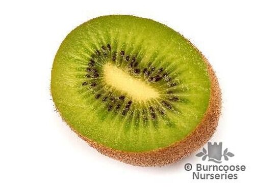 ACTINIDIA deliciosa 'Hayward' 
